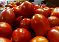 Reportan caída de ventas por el incremento del costo del tomate