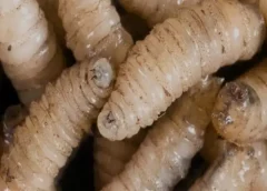 Asciende a 8 casos de gusano barrenador en Veracruz; la mayoría en adultos mayores