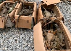 PROFEPA asegura 192 iguanas verdes en Oaxaca, las transportaron desde Coatzacoalcos