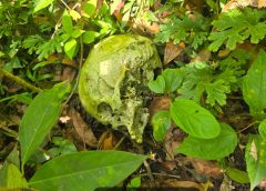 Hallan cráneo humano entre maleza en comunidad de Fortín; Fiscalía inicia investigación.