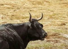 Sanción exigen activistas por m4t4r toro durante Feria de Atzacan 2026