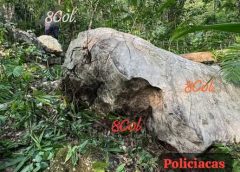 Campesino mw3re aplastado por roca de más de tonelada y media en Omealca.