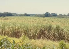 Informan en riesgo los cañaverales de Veracruz? Ya suma 10 mil hectáreas afectadas; presentan amarillamiento