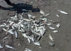 Reportan mortandad de peces en Vega de Alatorre: pescadores piden escolleras para evitar nuevos casos