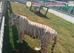 Autoridades federales aseguran gasolinera clandestina y más de 130 animales exóticos en Tamaulipas.