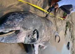 Genera preocupación por hallazgo de un delfín sin vida en playas de Coatzacoalcos, Veracruz.