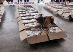 Detecta unidad canina del AICM drog@ entre cargamento de café.